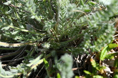 Oxytropis arctica murrayi