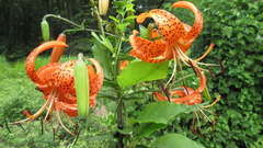 Lilium lancifolium