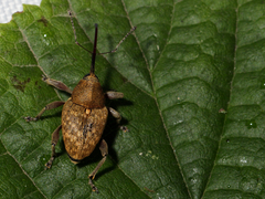 Curculio nucum