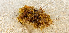 Zonaria spiralis