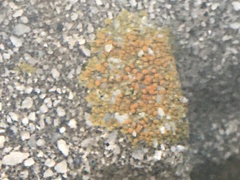 Xanthocarpia feracissima