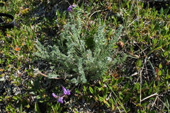 Oxytropis arctica murrayi