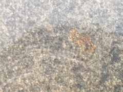 Xanthocarpia feracissima