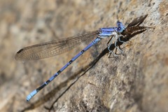 Argia munda