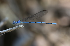 Argia lacrimans