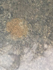 Xanthocarpia feracissima