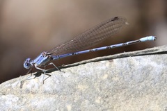Argia munda