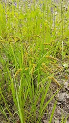 Carex leiorhyncha