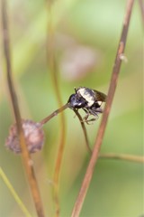 Triepeolus concavus