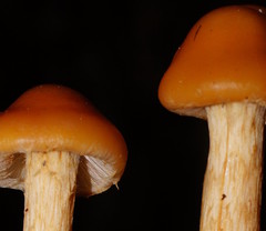Pholiota malicola