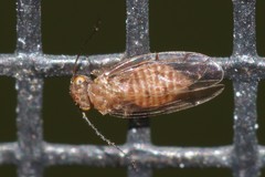 Ectopsocus meridionalis