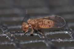 Ectopsocus meridionalis