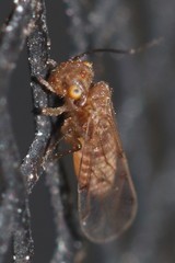 Ectopsocus meridionalis