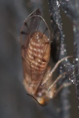 Ectopsocus meridionalis