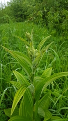 Veratrum dahuricum