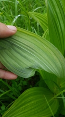 Veratrum dahuricum
