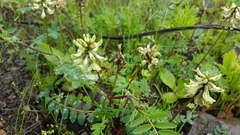 Astragalus schelichowii
