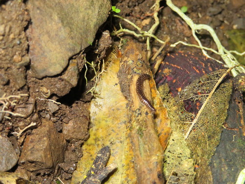 Chordeumatida