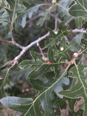 Xanthoteras eburneum