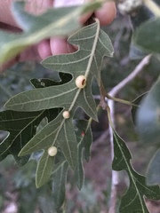 Xanthoteras eburneum