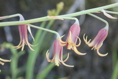 Stenanthium occidentale