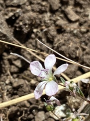 Hesperolinon congestum