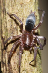 Hypodrassodes maoricus