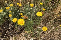 Grindelia stricta angustifolia