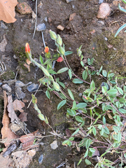 Zornia thymifolia