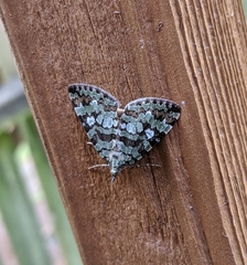 Hydriomena speciosata