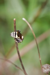 Triepeolus concavus