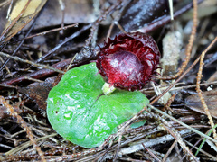 Corybas fimbriatus