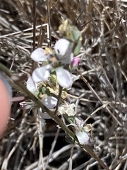 Hesperolinon congestum