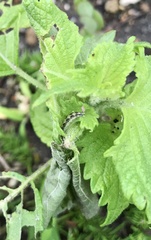 Pyrausta phoenicealis
