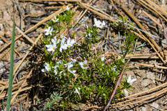 Leptosiphon floribundus glaber