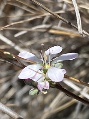 Hesperolinon congestum