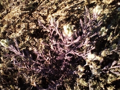 Chloropyron maritimum maritimum