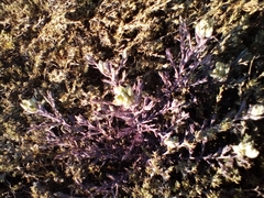 Chloropyron maritimum maritimum