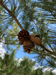 Pinus greggii