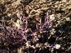 Chloropyron maritimum maritimum