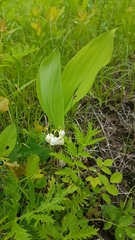 Convallaria keiskei