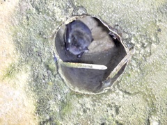 Myotis austroriparius