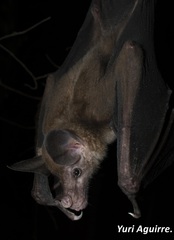 Vampyrum spectrum