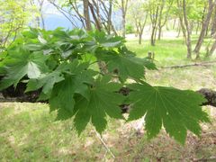 Acer japonicum