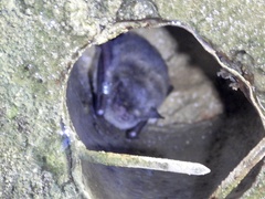 Myotis austroriparius