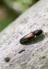 Isorhipis
