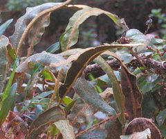 Elaphoglossum paleaceum