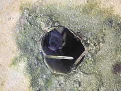 Myotis austroriparius