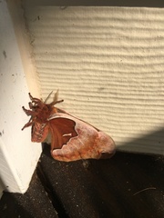 Callosamia angulifera