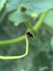 Hadrokolos texanus